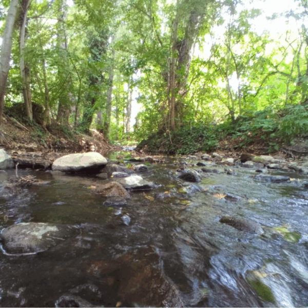 Let’s Talk in Nature – in Hungarian!